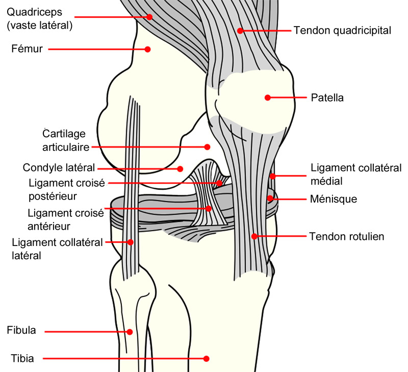 Arthrose de genou  Clinique de la hanche et du genou - Bordeaux